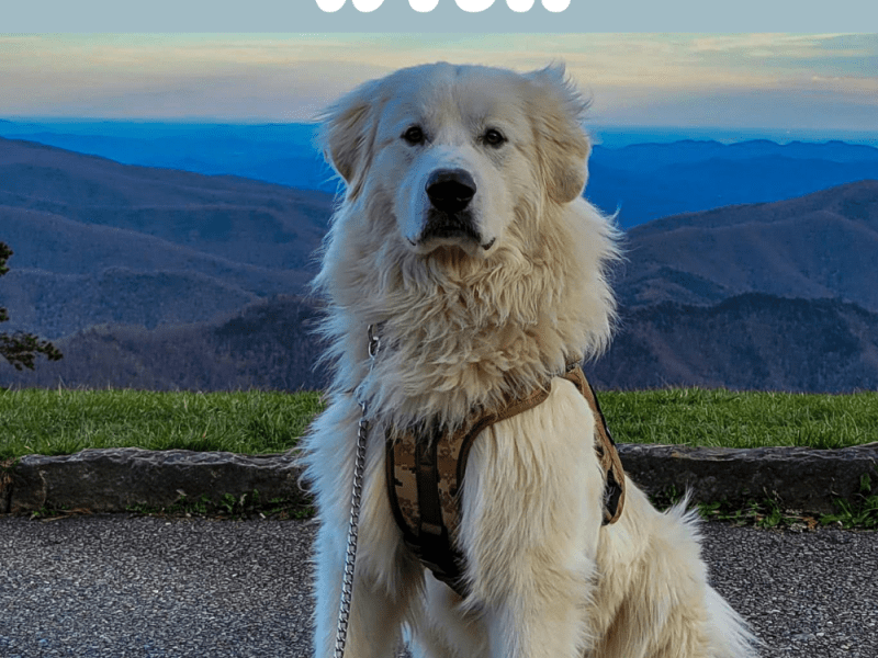 Road Tripping with Your&nbsp;Dog